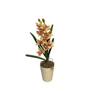 Barack Orchidea asztaldísz