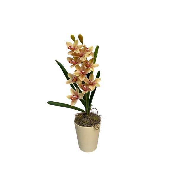 Barack Orchidea asztaldísz