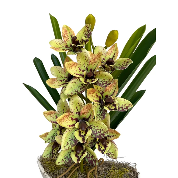 Különleges Orchidea asztaldísz