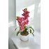 Rózsaszín 2 ágú Orchidea asztaldísz