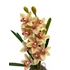 Barack Orchidea asztaldísz